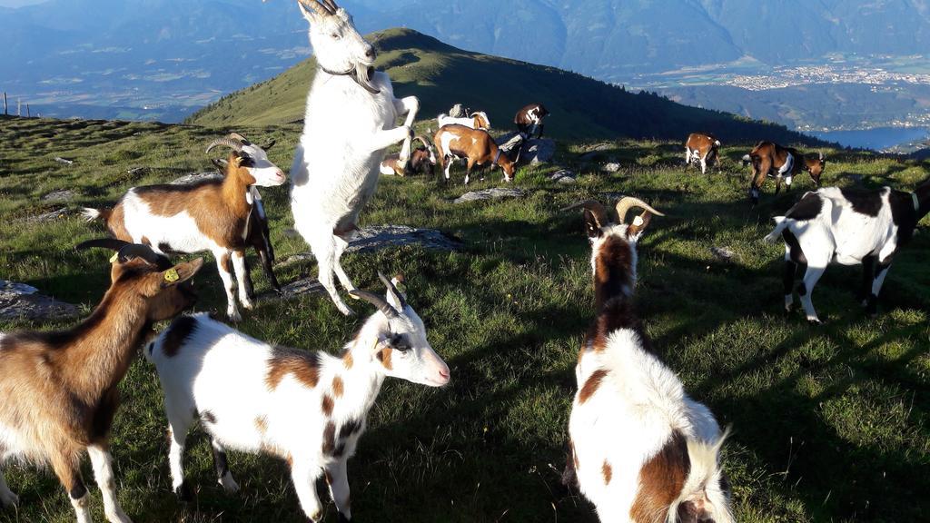 Ferienwohnung Gerti Kalt Lieserhofen Esterno foto